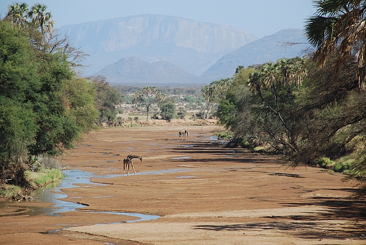 Giraffe und Elefant im Ewaso Ngiro Fluss