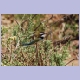 White-throated Bee-eater (Weisskehlspint)