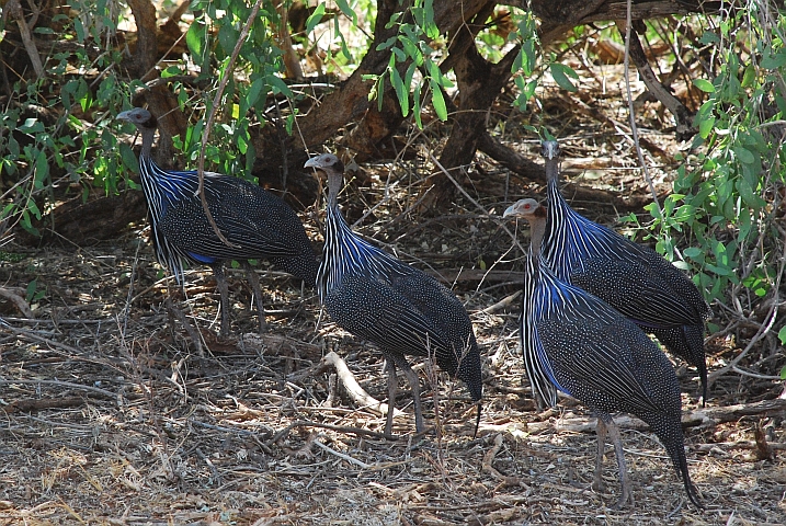 Vulturine Guineafowl (Geierperlhuhn)