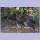 Vulturine Guineafowl (Geierperlhuhn)