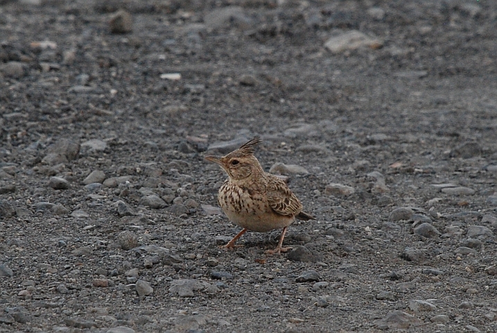 Crested Lark (Haubenlerche)