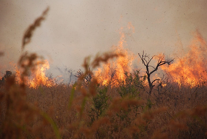 Brennender Busch im Nyika Nationalpark