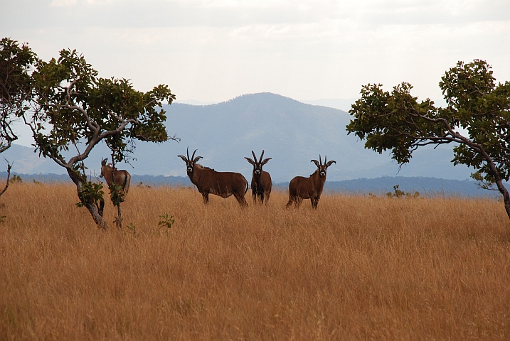 Roanantilopen im Nyika Nationalpark