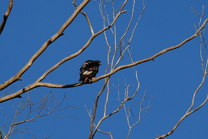 Augur Buzzard (Augurbussard)