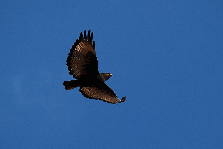 Augur Buzzard (Augurbussard)