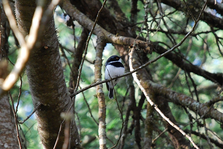 Malawi Batis (Malawischnäpper)