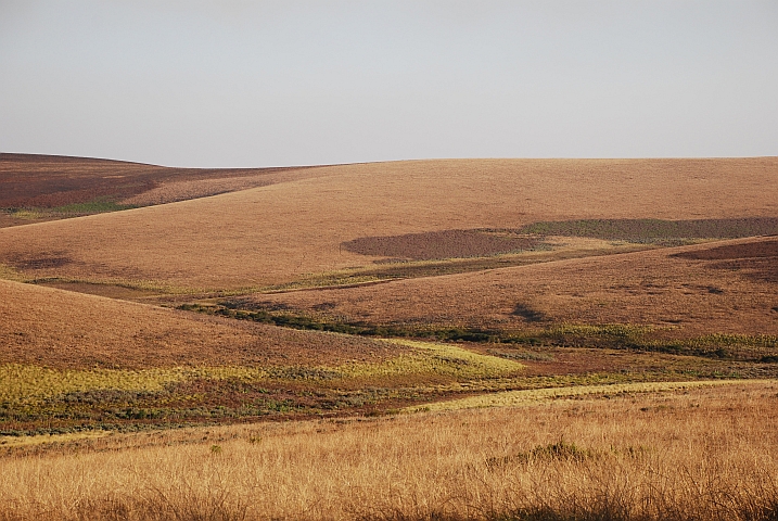 Hügelige Grassteppe, die typische Landschaft des Nyika Plateaus