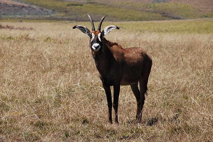 Roanantilope: Die langen, spitzen Ohren passen zum Horn...