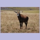 Roanantilope: Die langen, spitzen Ohren passen zum Horn...