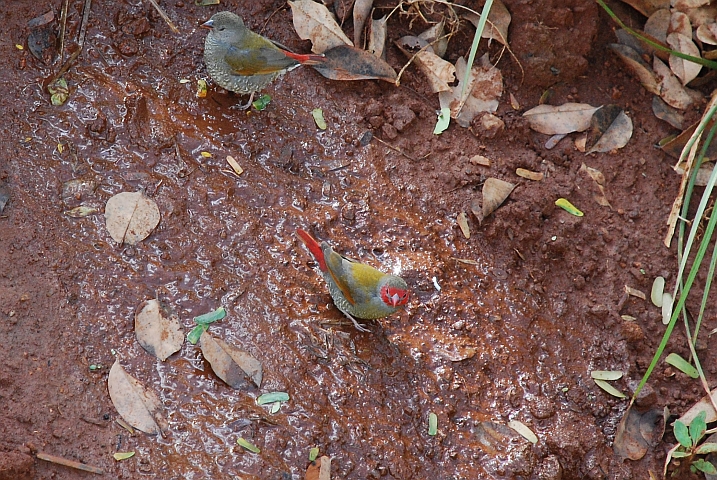 Orange-winged Pytilia (Wienerastrilde)