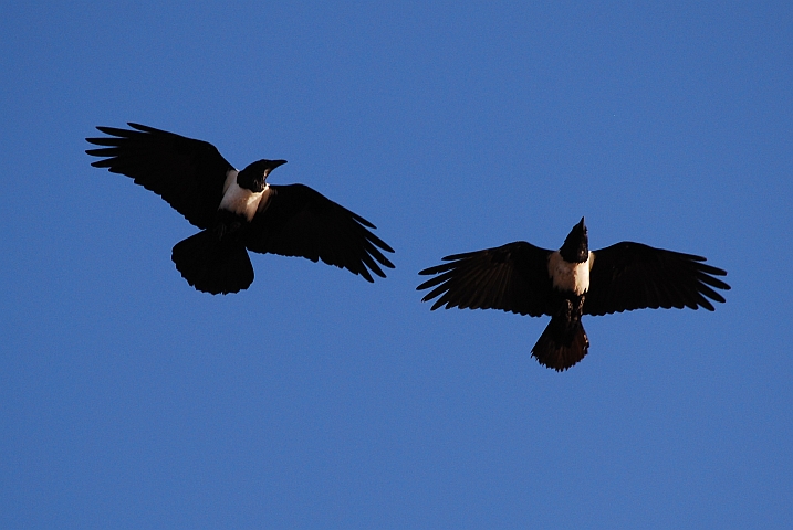 Pied Crows (Schildraben)