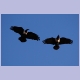 Pied Crows (Schildraben)