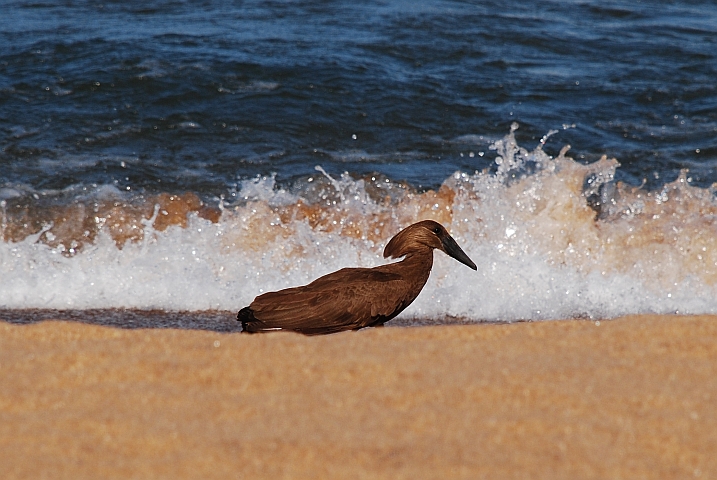 Hamerkop (Hammerkopf)