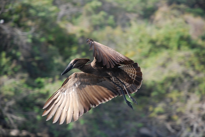 Hamerkop (Hammerkopf) im langsamen Überflug