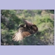 Hamerkop (Hammerkopf) im langsamen Überflug