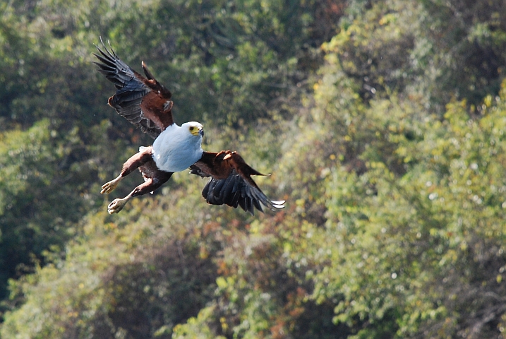 African Fish-Eagle (Schreiseeadler)