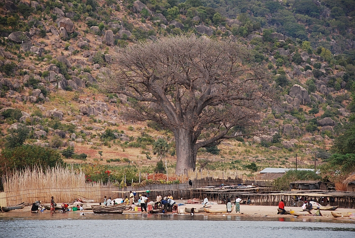 Strand mit grossem Baobab am Nordrand von Chembe am Cape Maclear