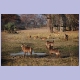 Waterbuck und Impalas im Liwonde Nationalpark