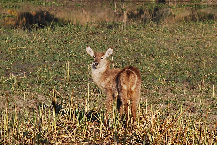 Waterbuck-Baby