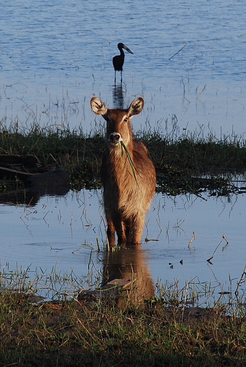 Waterbuck und African Openbill (Mohrenklaffschnabel) im Liwonde Nationalpark