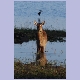 Waterbuck und African Openbill (Mohrenklaffschnabel) im Liwonde Nationalpark