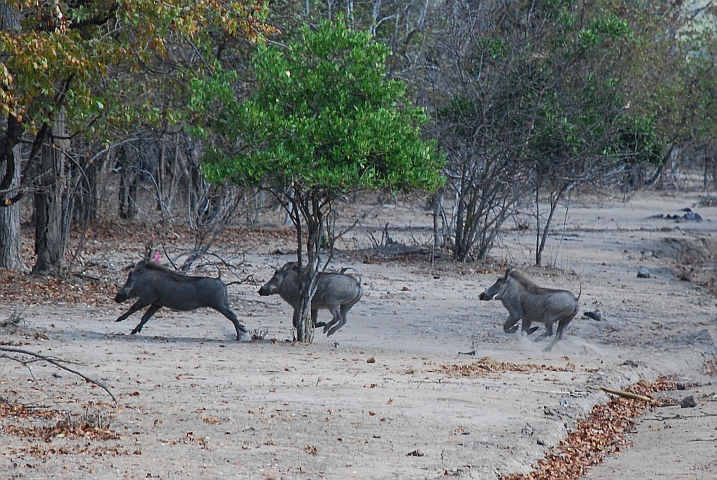 Warzenschweine flüchten im Liwonde Nationalpark in den Busch