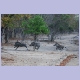 Warzenschweine flüchten im Liwonde Nationalpark in den Busch
