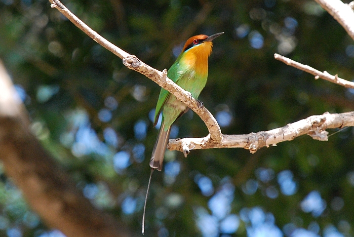 Boehm’s Bee-eater (Böhmspint)