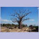 Baobab im Norden des Liwonde Nationalparks