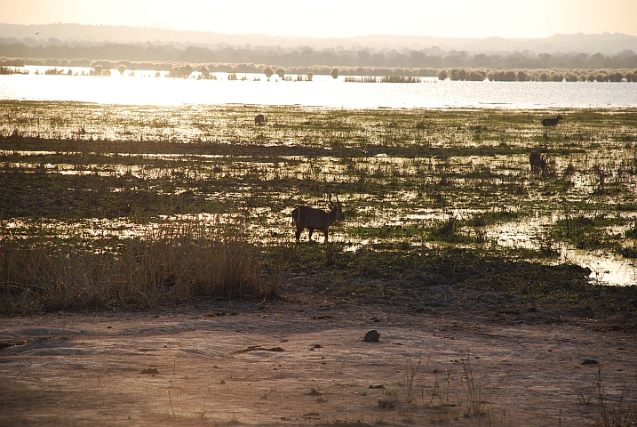 Waterbucks gehen gerne ins Wasser