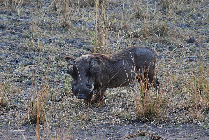 Warzenschwein, auf den Knien futternd