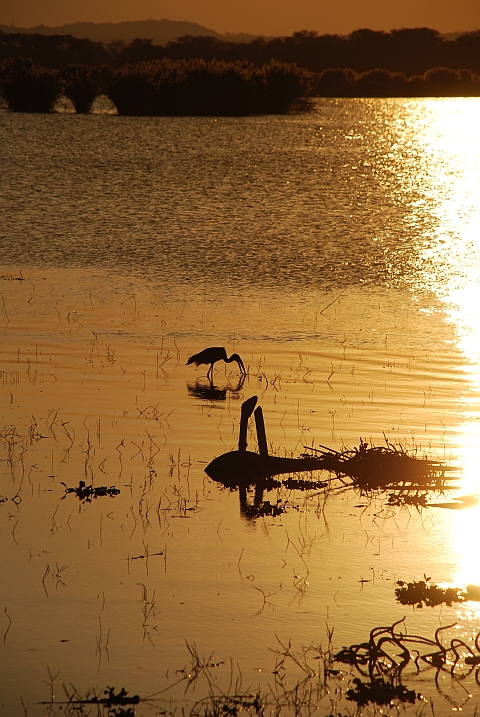 African Openbill (Mohrenklaffschnabel) im Liwonde Nationalpark