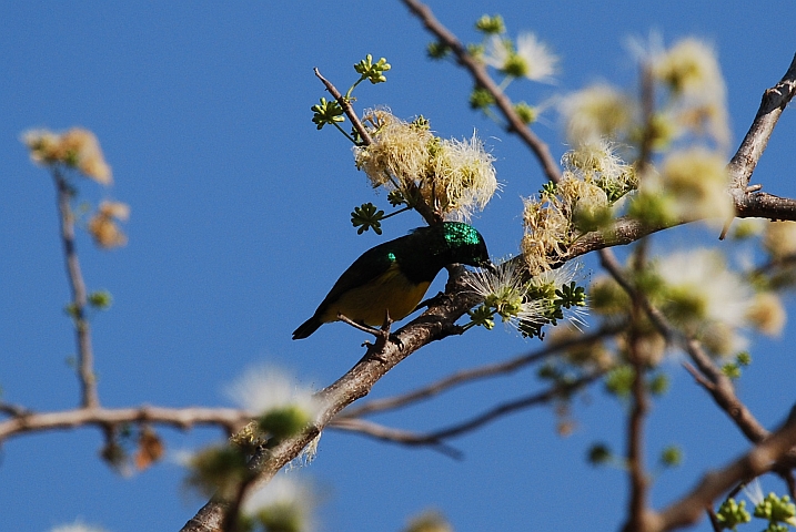 Collared Sunbird (Waldnektarvogel)