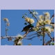 Collared Sunbird (Waldnektarvogel)