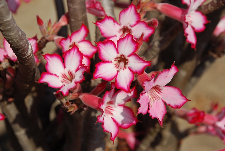 Impala Lily