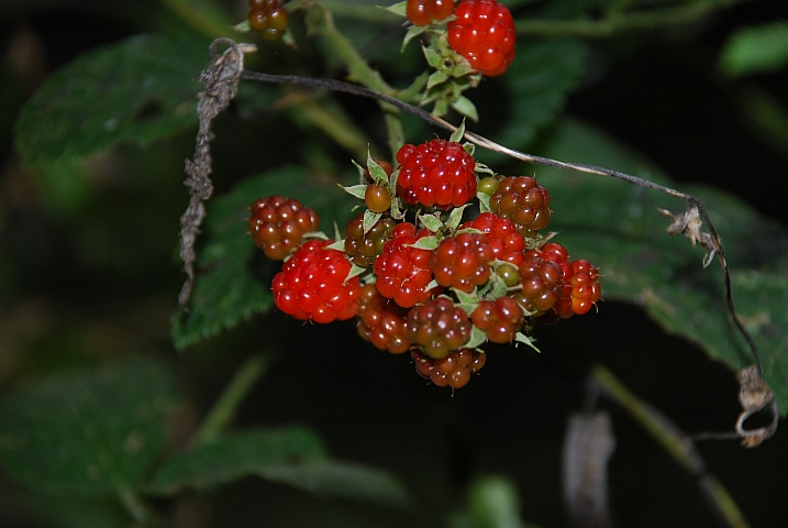 Brombeeren - leider noch nicht reif