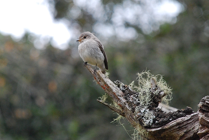 Dusky Alseonax, bekannter als African Dusky Flycatcher (Dunkelschnäpper)