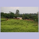 Teeplantage ganz im Süden von Malawi bei Mulanje
