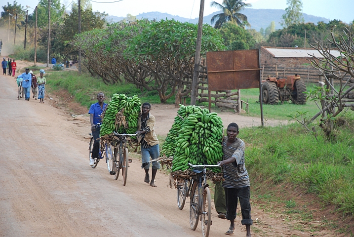 Auch in Mosambik werden Tonnen von Gütern mit Velos verschoben. Hier sind es Bananen