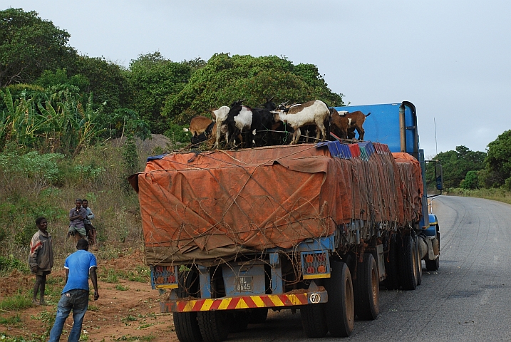 Auf einer Sattelschlepperladung kann man auch noch eine Herde Ziegen transportieren