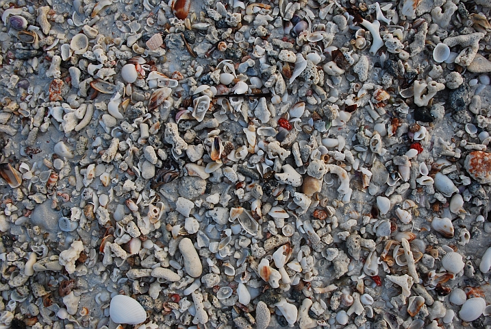 Muscheln, Schneckenhäuser und Korallentrümmer stehen am Anfang eines jeden Sandstrandes