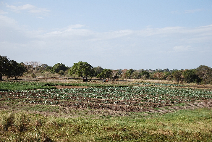 Gepflegter Gemüseanbau zwischen Matibane und Nacala