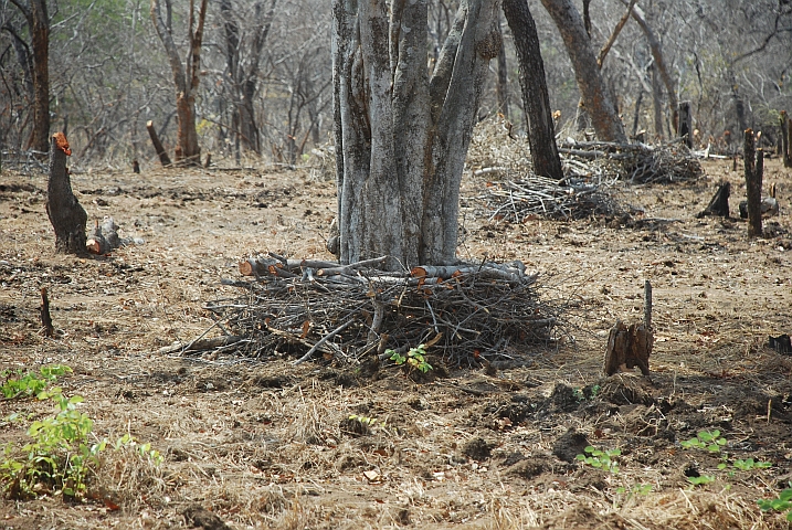 Ein zum Fällen mit Feuer vorbereiteter Baum