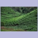 Teeanbau in der Nähe von Ntendezi im Südwesten des Landes