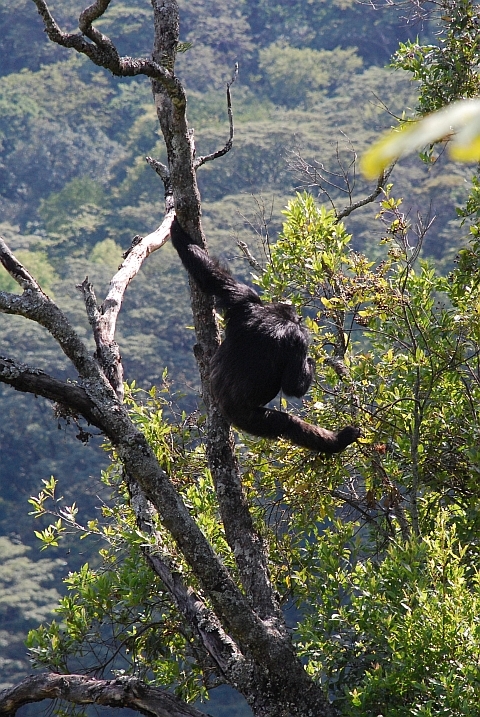 Schimpanse im Nyungwe Nationalpark