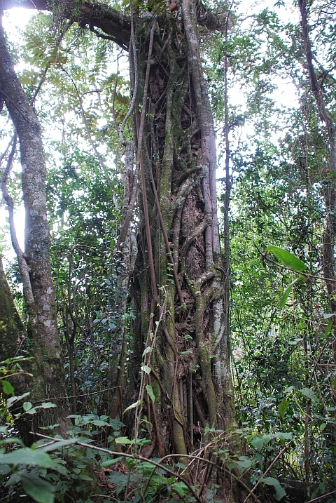 Strangler Fig Tree, ein Baum der seinen Wirt erwürgt