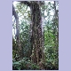 Strangler Fig Tree, ein Baum der seinen Wirt erwürgt