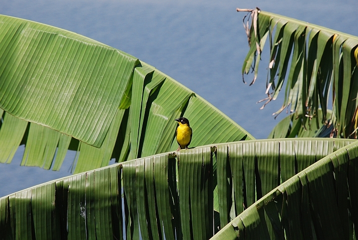 Baglafecht Weaver (Baglafechtweber)