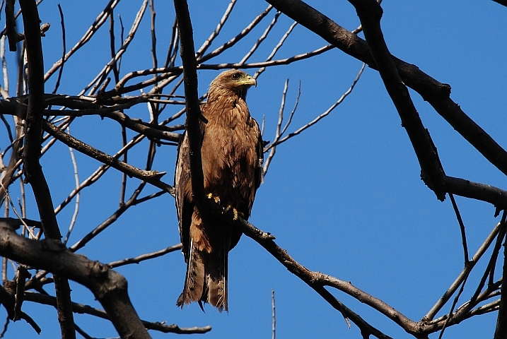 Black Kite (Schwarzmilan)