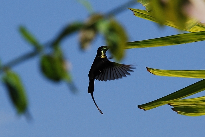 Bronze Sunbird (Bronzennektarvogel)